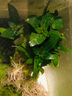 森淵（SENYUAN） 魚(yú)缸前景草水草活體趴地爬地矮珍珠挖耳牛毛氈迷你矮天湖葵 水下葉爬地矮珍珠1份 曬單實(shí)拍圖