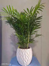 瑰瑋富貴椰子盆栽室內客廳辦公室好養植物凈化空氣易活桌面綠植花卉 富貴椰子 不含盆 曬單實(shí)拍圖