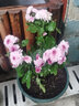 多頭菊花盆栽帶花四季好養室內陽(yáng)臺雛菊千頭菊荷蘭菊好養綠植花卉 草莓心 帶花苞 不含盆 曬單實(shí)拍圖