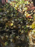 MOJY室外水池水草海草天然植物水草水缸池塘魚(yú)缸植物活水小浮萍草 水芙蓉20株+葫蘆10株+狐尾藻20 曬單實(shí)拍圖