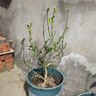 阿木木 香水檸檬苗 青檸檬樹苗 庭院陽臺(tái)南方北方種植盆栽地栽果樹苗 香水檸檬 四年苗當(dāng)年結(jié)果 曬單實(shí)拍圖