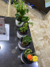 电脑桌面小盆栽办公室内花卉绿植物景一盆 8号长青藤 含盆 实拍图