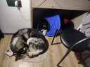 安诺安贝安诺狗粮金毛拉布拉多哈士奇阿拉斯加大中型幼犬全价狗粮15kg 实拍图