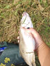 simago喜曼多短子線雙鉤高靈敏休閑野釣鯽魚鉤海夕有刺鉤3/4#線0.8/1.0 曬單實拍圖