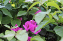 佳能（Canon） EOS 750D相機入門(mén)級 學(xué)生初學(xué)者 照相機 750D高清攝像國際版尾貨準新 佳能750D單機(不含鏡頭) 標準套餐(64G卡+電池+相機包) 曬單實(shí)拍圖