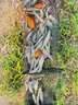 小鳳仙大塊鉛板加厚刻度鉛加寬釣魚鉛墜大卷防炸鉛皮電解鉛皮卷快速鉛卷 0.6mm厚1片/盒【適中硬度】重78g 大塊刻度鉛板 曬單實拍圖