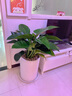 綠韻花田【兩小時(shí)達】發(fā)財樹(shù)金錢(qián)樹(shù)散尾葵大綠植盆栽室內客廳公司門(mén)口開(kāi)業(yè) 綠巨人 曬單實(shí)拍圖