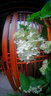 卡色（Kase） 手機鏡頭 大師微距拍花蟲(chóng)小草首飾微觀(guān)世界背景虛化手機鏡頭套裝適用于華為蘋(píng)果小米三星榮耀OV等 魚(yú)眼鏡頭 II代（創(chuàng  )意） 曬單實(shí)拍圖