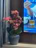 泰錦瑞手感高品質(zhì)蝴蝶蘭仿真花客廳公司酒店前臺裝飾花假花絹花盆景擺件 玫紅色6叉+墨蘭花盆 曬單實(shí)拍圖