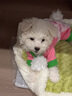 寵萊富狗狗疫苗幼犬疫苗狂犬疫苗幼犬四聯(lián)六聯(lián)狗狗幼犬疫苗狗狗四聯(lián)疫苗六聯(lián)犬瘟細小 幼犬套餐【六聯(lián)*3+狂犬】+1支驅(qū)蟲藥 曬單實拍圖