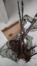 碭山梨樹(shù)苗梨樹(shù)樹(shù)苗南方北方種植蘋(píng)果梨樹(shù)苗紅安久庭院農田盆栽地栽水果樹(shù)苗 秋月梨樹(shù)苗4 年苗 111cm(含)-140cm(含) 曬單實(shí)拍圖