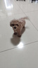 嘉瑰泰迪幼犬灰泰迪純種泰迪狗活犬寵物狗狗活體巨貴貴賓犬茶杯犬 血統(tǒng)級 曬單實拍圖
