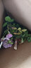 爬藤月季特大季盆栽地載花苗庭院藤本植物歐月薔薇玫瑰果汁陽臺藍色風暴粉龍 粉色龍沙寶石【爬藤】 曬單實拍圖