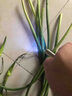 銘匯通果蔬檢測燈 波爾多液紫光手電 蔬菜熒光劑藍(lán)礬鑒測筆 365nm紫光燈【直充款】 鐵盒裝 曬單實(shí)拍圖