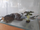 RELAPET爬寵箱造景裝飾 仿真藤蔓草 蜥蜴 鬃獅 守宮 蜘蛛 蛇 16-25cm TM-12 曬單實(shí)拍圖