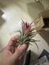 空氣鳳梨無(wú)土植物紅精靈黃精靈綠精靈福果精靈桌面植物 黃精靈7-8cm1顆 裸根不帶土 曬單實(shí)拍圖