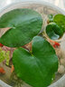 唯友一葉蓮水培植物迷你遇水開(kāi)花輕松好養桌面植物水生綠植帶花苞 迷你2片(7-9cm) 曬單實(shí)拍圖