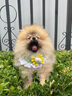 京狼圖騰雙血統(tǒng)純種博美幼犬寵物狗狗博美犬活體小型犬茶杯犬活體長不大 血統(tǒng)級(jí) 1 曬單實(shí)拍圖