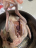 順豐新鮮乳鴿散養(yǎng)土鴿子當(dāng)天現(xiàn)殺鴿子肉術(shù)后滋補(bǔ)月子煲湯鴿子生鮮 450g*3只裝 約1.35kg（送料包嘗鮮推薦） 【術(shù)后滋補(bǔ)丨月子煲湯丨當(dāng)天現(xiàn)殺】 曬單實(shí)拍圖