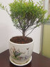 繽賢小葉赤楠室內(nèi)易養(yǎng)護(hù)老樁陽(yáng)臺(tái)辦公四季常青花卉綠植盆景植物造型 五年老樁赤楠+心心相印陶瓷盆 含盆 曬單實(shí)拍圖