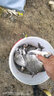 嵐犸 魚(yú)歪鉤嘴千又尖峰紅狼牙有倒刺日本進(jìn)口釣魚(yú)用品垂釣鯽魚(yú)細條鉤 千又尖峰紅2號 12枚 其他 曬單實(shí)拍圖