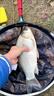 誘魚(yú)超強誘魚(yú)粉釣魚(yú)一粒爆釣魚(yú)小藥添加劑黑坑野釣專(zhuān)用鯉鯽魚(yú)釣魚(yú) 藍色【黑坑專(zhuān)用】 曬單實(shí)拍圖