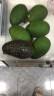 京鲜生 秘鲁进口牛油果 巨无霸果6粒装(非即食)单果180g 生鲜 新鲜水果 实拍图