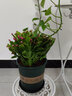 鶯鶯燕燕蟹爪蘭盆栽帶花苞多色花卉植物室內(nèi)綠植好養(yǎng)活四季開(kāi)花苗螃蟹抓蓮 【帶花苞】混色2-3色蟹爪蘭 含盆 曬單實(shí)拍圖