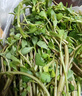 良知農(nóng)哥 【順豐】新鮮現(xiàn)挖馬齒莧菜 馬齒莧長壽菜五行草 【新鮮馬齒莧】 4斤（更劃算） 曬單實拍圖