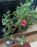 暮青帶花苞發(fā)貨大花月季濃香型正宗玫瑰月季花苗灌木大花盆栽花卉庭院 愛(ài)莎帶花苞 曬單實(shí)拍圖