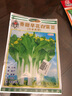 壽禾 四九菜心種子廣東甜菜心紅菜苔白洪山菜薹綠菜芯春冬秋季蔬菜籽 香甜早花白菜苔種子 8g無(wú)渣 曬單實(shí)拍圖