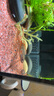 速倍妥雷龍魚飼料阿薩姆眼鏡蛇巴卡鉛筆魚七彩雷龍發(fā)色揚紅雷龍專用 雷龍飼料 揚紅 80g+2包試用包 曬單實拍圖