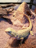 REPTIZOO爬寵UVA加熱燈爬蟲(chóng)蜥蜴刺猬烏龜曬背陶瓷加熱燈用品 日光UVA雨林燈 75W 曬單實(shí)拍圖
