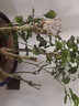 老樁茉莉花苗白茉莉庭院陽(yáng)臺(tái)盆栽地栽濃香花卉 10年老樁白茉莉 不含盆 曬單實(shí)拍圖