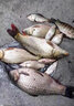 魚(yú)誘果酸釣魚(yú)小藥野釣黑坑池塘魚(yú)餌釣魚(yú)小藥強效誘魚(yú)添加劑全套開(kāi)口劑 5瓶裝【天天爆護】連桿不斷 釣魚(yú)小藥強效誘魚(yú)添加劑 曬單實(shí)拍圖