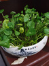開(kāi)時(shí)果 銅錢(qián)草水培盆栽帶葉發(fā)貨 綠植物水生金錢(qián)草桌面盆景源頭直發(fā)包郵 【約300-400棵】8寸水墨山畫(huà)瓷盆 【精品銅錢(qián)草-帶葉子】 曬單實(shí)拍圖