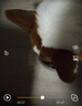 伯納天純中大型犬全價(jià)成年犬糧金毛寵物主糧羊肉蔓越莓15kg/30斤 曬單實(shí)拍圖