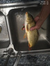 盈龍魚(yú)餌鯽魚(yú)餌料草魚(yú)野釣魚(yú)拉餌 濃香味5杯 曬單實(shí)拍圖