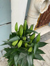 意軒香水百合 綠化庭院香水花盆栽苗帶花苞水培室內(nèi)客廳辦公室陽臺(tái) 粉紅色香水百合原裝簡單 曬單實(shí)拍圖