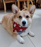 柴犬狗狗雙面口水巾狗三角巾貓圍巾貓咪圍脖兜防口水寵物中小型犬 暗紅柴犬 S-小型 曬單實(shí)拍圖