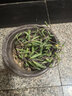 金邊金心青葉吊蘭吊籃盆栽植物花卉見土就活 紫玄月 曬單實(shí)拍圖