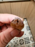 皮皮蝦熟凍蝦爬子超特大海鮮海蝦新鮮蒸熟全母帶膏皮皮蝦冷凍 特大號母-【12-16cm】 1000g(凈重)  二斤 曬單實(shí)拍圖