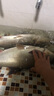 挺派（TINGPAI） 浮釣鰱鳙釣組水怪釣籠鰱鳙水怪釣組無阻倒刺鰱魚胖頭專用爆炸鉤 花鰱餌鉤套餐（2個5鉤+酸臭餌） 13號 曬單實拍圖