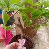 蘇躍 【買2送1】三角梅樹(shù)苗盆栽室內(nèi)陽(yáng)臺(tái)爬藤植物勒杜鵑花苗重瓣大 精品多色B款 三年苗買兩顆送一顆 曬單實(shí)拍圖