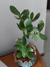 儂律 玉樹(shù)盆栽老樁多肉燕子掌室內客廳陽(yáng)臺辦公室綠植花卉盆栽苗四季常青植物 凈化空氣 好養易活 高度40厘米+（加侖盆） 曬單實(shí)拍圖