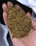 虹毅四季開灌木月季花苗特大花濃香果汁陽臺庭院花卉植物盆栽薔薇綠植 紅雙喜中苗多分枝購3顆送一顆 不含盆 曬單實拍圖