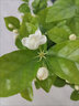 臨雅茉莉花苗盆栽高端濃香型四季開(kāi)花卉室內(nèi)桌面植物源頭直發(fā) 花瓣盆 曬單實(shí)拍圖
