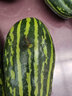 迭果青龍脆瓜頭茬水瓜捎瓜燒瓜菜瓜新鮮稍瓜低糖水果5斤 曬單實(shí)拍圖