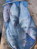 BAISHA FISH BS白鯊浮釣鰱鳙餌料手桿專(zhuān)用顆?；ò做桇~(yú)大頭魚(yú)草莓酸臭酸甜味魚(yú)餌 酸甜味450g/包 曬單實(shí)拍圖
