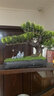 桔梗謠 仿真迎客松擺件 植物盆景室內(nèi)松柏擺件綠植盆栽客廳玄關(guān)走廊辦公室桌面售樓部酒店造景裝飾品新中式 春意盎然-美人松（仿石槽盆） 曬單實拍圖